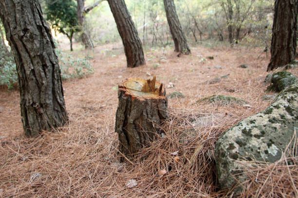 How Our Tree Care Process Works  in  Brookfield, WI