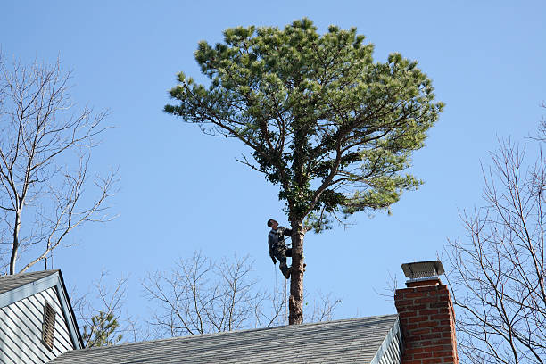 Best Hazardous Tree Removal  in Brookfield, WI